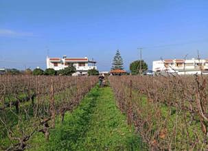 Mesariano Organic Winery