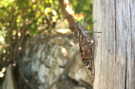 cicadas.jpg