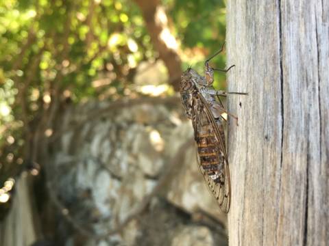 cicadas.jpg