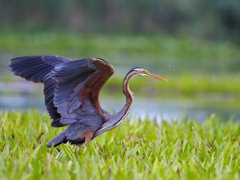 Ardea-purpurea.jpg