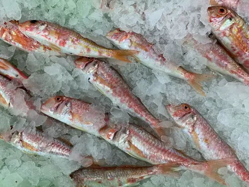 Red Mullet