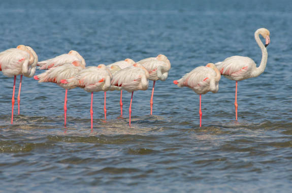Flamingos.jpg