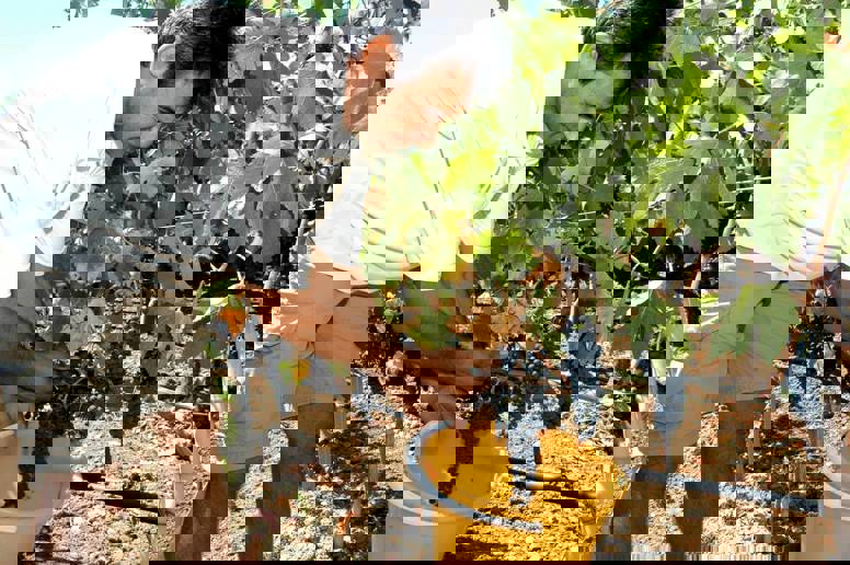 Hatziemmanouil picking up grapes