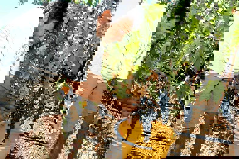 Hatziemmanouil picking grapes