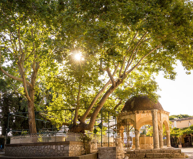 Astir Odysseus Kos Tree Of Hippocrates