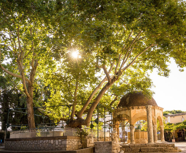 Astir Odysseus Kos Tree Of Hippocrates