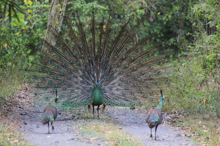 Peacocks