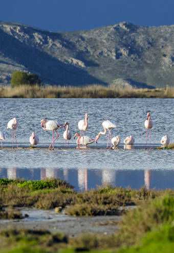 Astir Odysseus Kos Tigaki Salt Lake