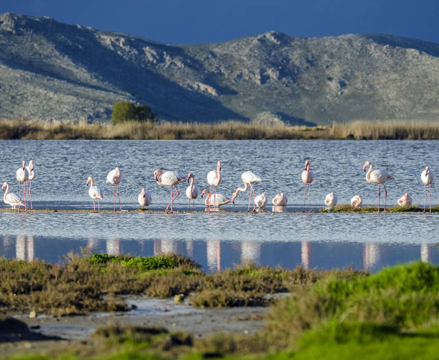 Astir Odysseus Kos Tigaki Salt Lake