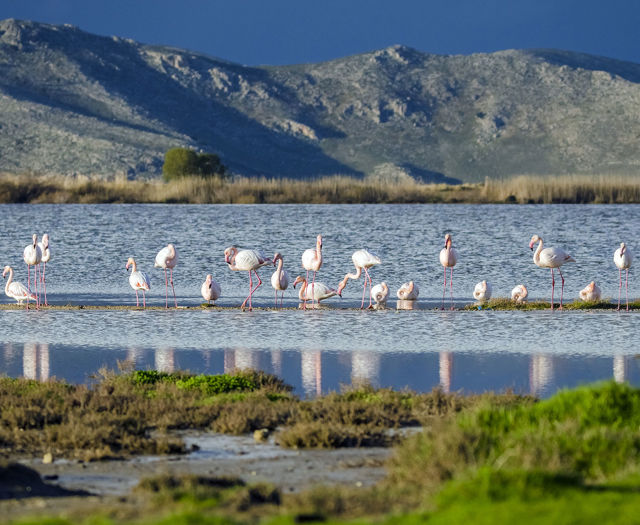 Astir Odysseus Kos Tigaki Salt Lake