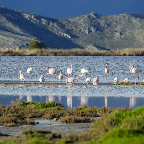 Astir Odysseus Kos Tigaki Salt Lake