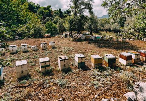 bee-hives-kos-astir-odysseus.jpg