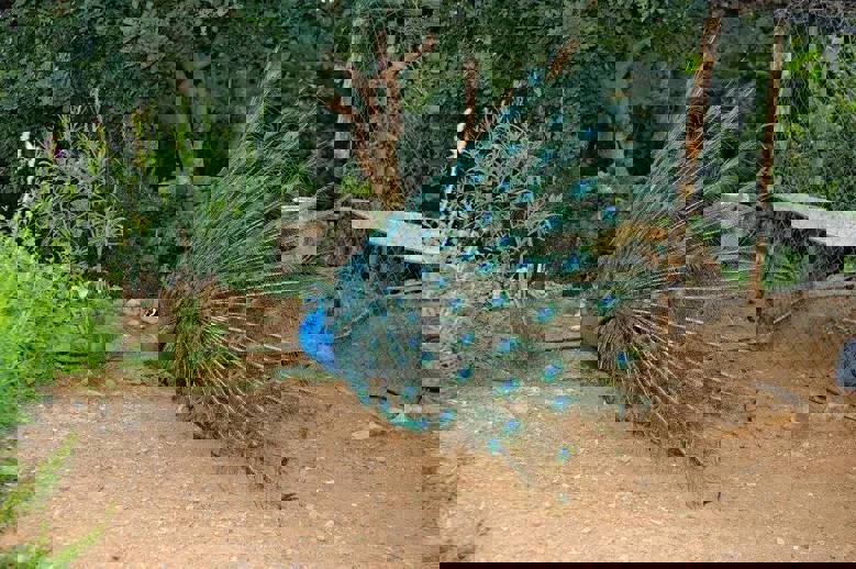 Kos Natural Park Zoo